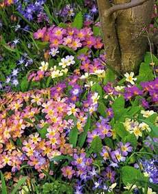 Садовые цветы - примула ушковая, японская, примула высокая и прочие виды
