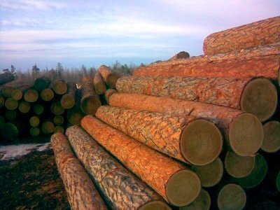 Какую древесину выбрать для строительства