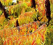 Осенний марафон. Декоративные растения в осеннем саду